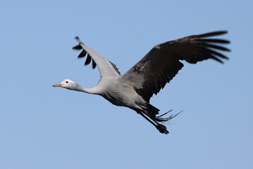Crane in flight