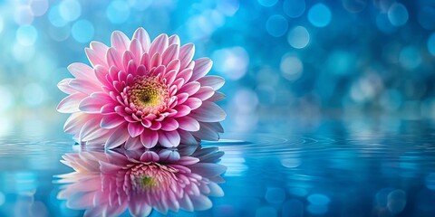 Obraz premium A delicate pink flower rests on the surface of the still water, its reflection creating a serene and tranquil scene with a soft blue background.