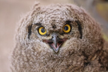 Owl close-up