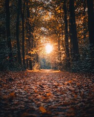 Serene Autumn Pathway in a Leaf-Covered Forest