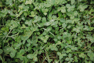 Fototapeta premium A collection of vibrant green plants adorned with glistening water droplets resting gently on their leafy surfaces