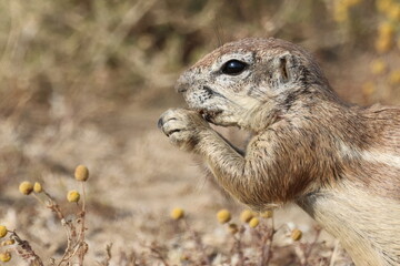 Fototapeta premium Ground squirrel eating