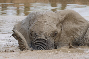 Elephant in water with raised trunk