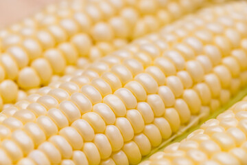 Fresh yellow corn close up