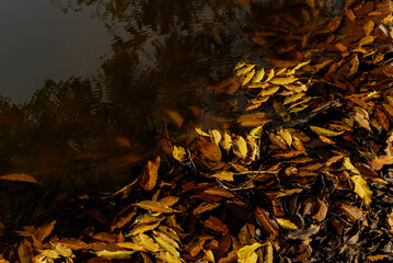 A forest landscape unfolds with towering trees, dappled sunlight filtering through leaves, rich undergrowth, winding trails, vibrant wildlife calls, and a serene, timeless natural ambiance.