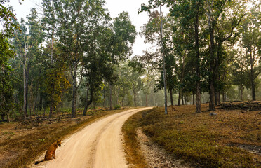 A forest landscape unfolds with towering trees, dappled sunlight filtering through leaves, rich undergrowth, winding trails, vibrant wildlife calls, and a serene, timeless natural ambiance.