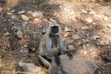 Langurs in Indian forests are arboreal primates with long tails, feeding on fruits and leaves, thriving in groups, and playing vital ecological roles as seed dispersers.