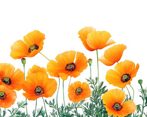 Obraz premium Vibrant orange poppy flowers blooming against a white background, showcasing nature's beauty and colorfulness.