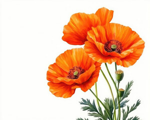 Vibrant orange poppy flowers with intricate petals and green foliage, perfect for floral-themed designs and decorations.