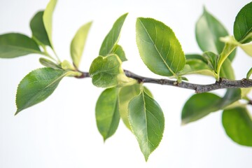 Naklejka premium A close-up view of a vibrant green branch adorned with fresh leaves, showcasing the intricate textures and details of each leaf. The branch is set against a pure white background