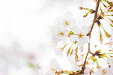 春　咲き始めた桜の花