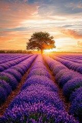 Fototapeta premium Serene Lavender Field at Sunset with Lone Tree