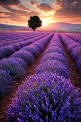 Obraz premium Serene Lavender Fields at Sunset with Lone Tree