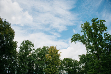 A picturesque group of trees stands beautifully against a vibrant blue sky adorned with fluffy clouds drifting lazily by