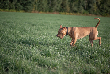 American Pit Bull Terrier playing on the field.