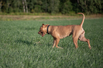 American Pit Bull Terrier playing on the field.