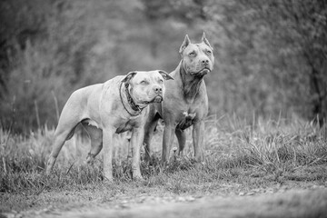 American Pit Bull Terrier playing on the field.