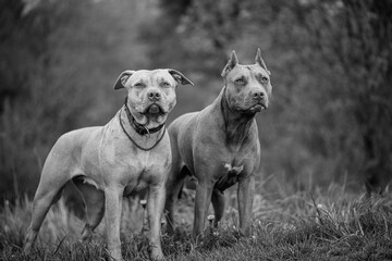 American Pit Bull Terrier playing on the field.