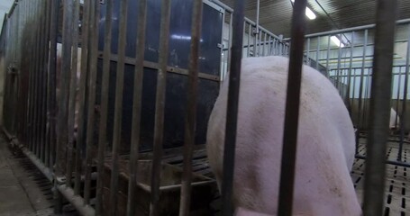 Large breeding pigs in a cage on a pig farm. A pig breeding farm in a livestock complex.