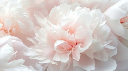 Obraz premium A close-up of soft pink and white peony flowers, showcasing their delicate petals.