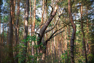 Fototapeta premium Mystic trees in a forest in Poland.