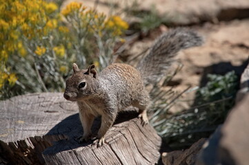 Portrait of squirrel standing on the tree trunk in the mountain