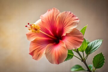 Pink and orange hibiscus flower in full bloom against beige background