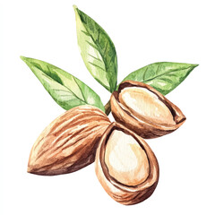 Alligatorpear fruit watercolor clipart illustration