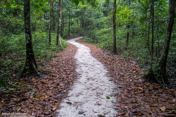 Fototapeta premium Winding Woodland Path Through the Lush Green Forest