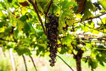 2023 11 01 Lonigo grapes 10