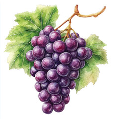 Amazon grape fruit watercolor clipart illustration