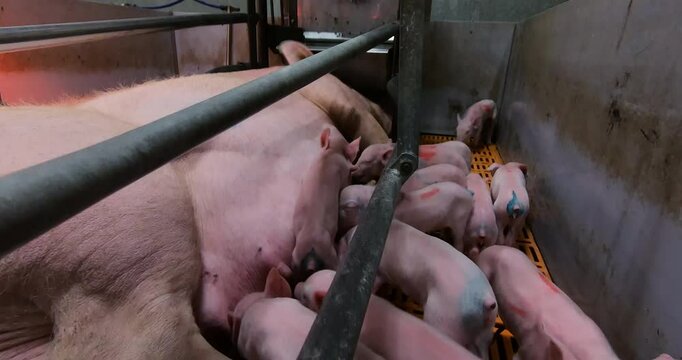 Sows fatten piglets. Breeding and fattening pigs on the farm .