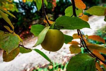 2023 11 01 Lonigo melograno 26