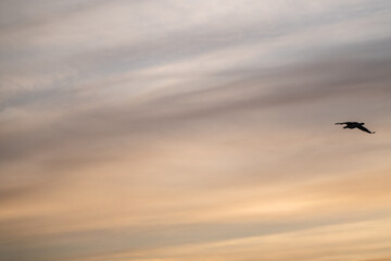 Single cormorant flying in the sky