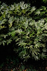 Close-Up of Lush Green Foliage in Natural Light