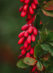 Close up of ripe red berries on barberry shrub in autumn.