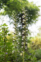 Tall light pink flower backlit by the sun