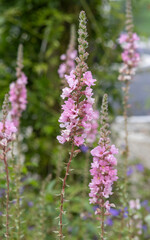 Pink tall flower in full bloom in cottage garden