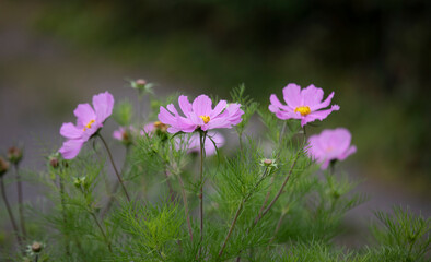 Purple cosmos in bloom in a cottage garden