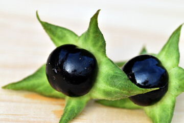Two black berries of the belladonna (Atropa belladonna) on wood
