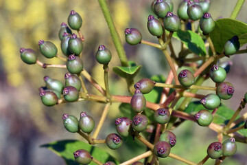 Still green fruits of laurustinus (Viburnum tinus)