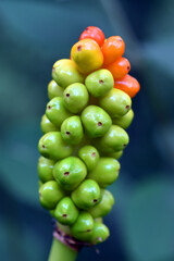 Toxic green and red fruits of Arum italicum