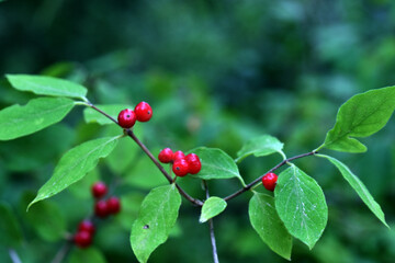 Fototapeta premium Red fruits and leaves of fly honeysuckle (Lonicera xylosteum)