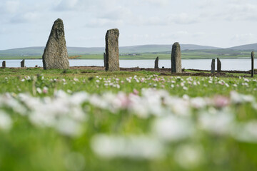 Flowers below standing stones, Ring of Brodgar, Orkney, Scotland