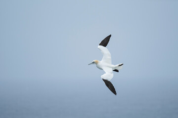 Northern Gannet at Noup Head, Westray, Orkney, Scotland