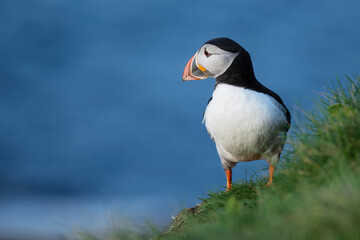 Atlantic Puffin, Caslte O'Burrian, Westray, Orkney Islands, Scotland