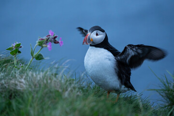 Atlantic Puffin at Caslte O'Burrian, Westray, Orkney Islands, Scotland