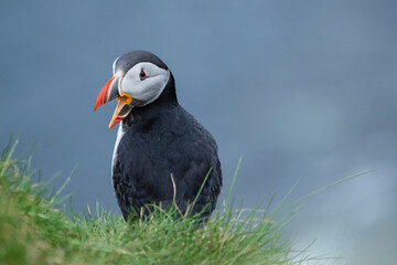 Atlantic Puffin at Caslte O'Burrian, Westray, Orkney Islands, Scotland