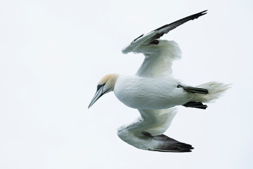 Northern Gannet at Noup Head, Westray, Orkney, Scotland
