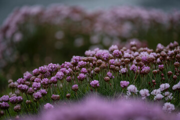 Obraz premium Thrift (Armeria maritima) flowers among cliffs, Orkney, Scotland
